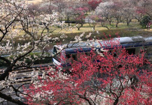 偕楽園梅まつり